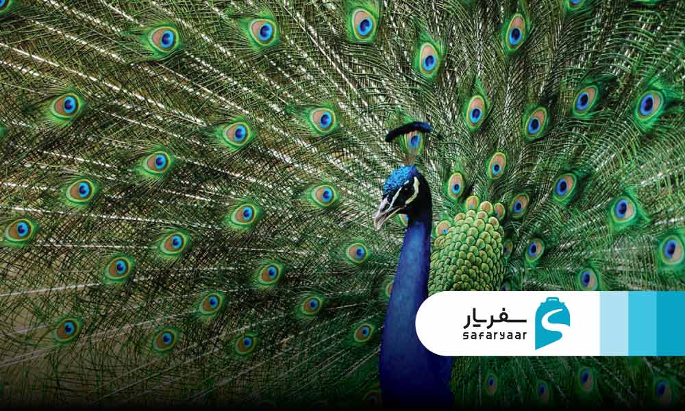 تجربه بازدید از پارک کروکودیل قشم