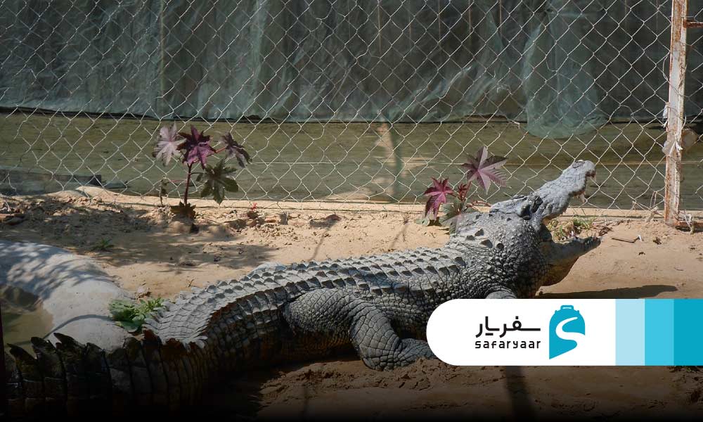 غدا دادن به جانوران در پارک کروکودیل قشم