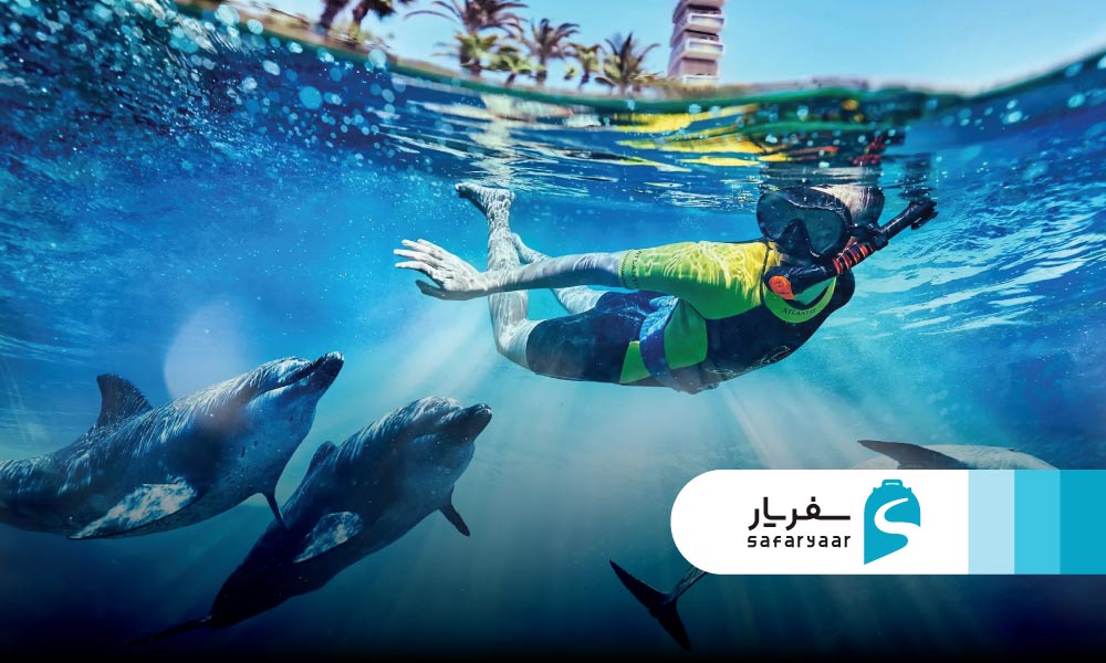 بازی با دلفین ها