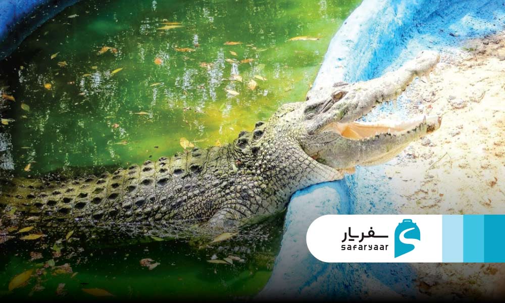 خدمات پارک کروکودیل قشم