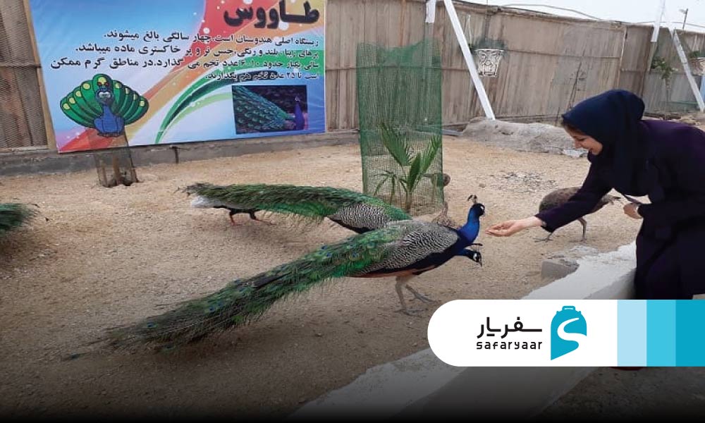 انواع پرندگان در پارک کروکودیل قشم