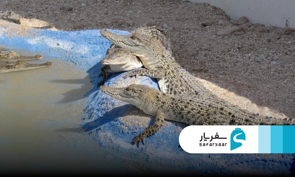 بازدید از پارک کروکودیل قشم