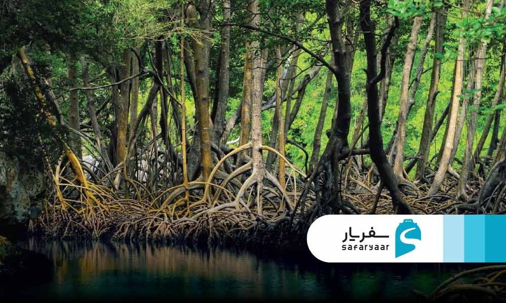 تاریخچه جنگل حرای قشم