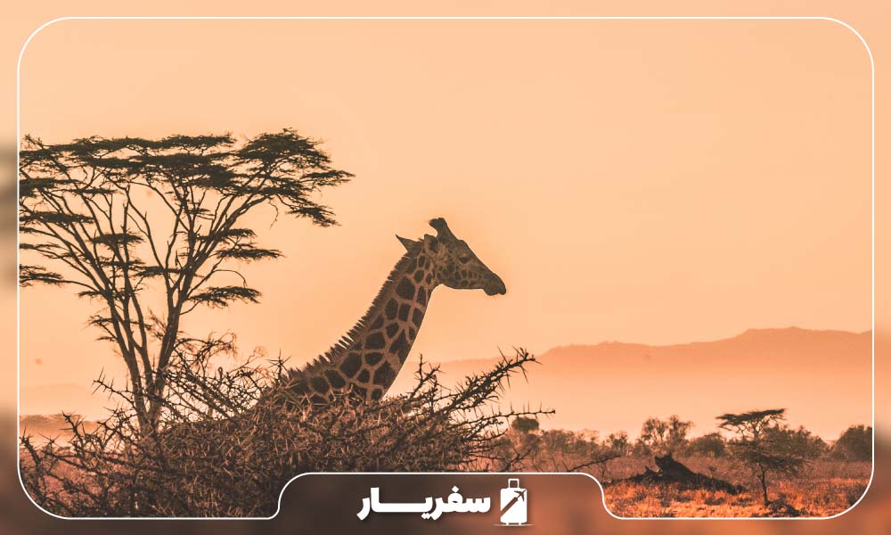 سفر به کنیا در ایام خشک سال