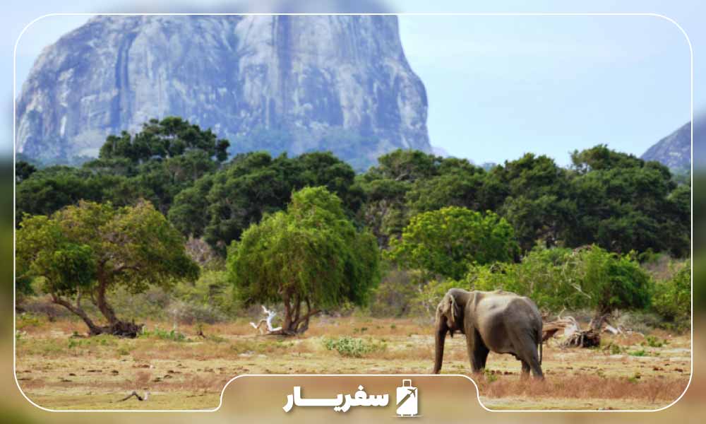 فیل در پارک ملی یالا در کشور سریلانکا
